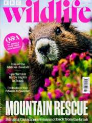 Bbc Wildlife - UK Edition International Magazine Subscription